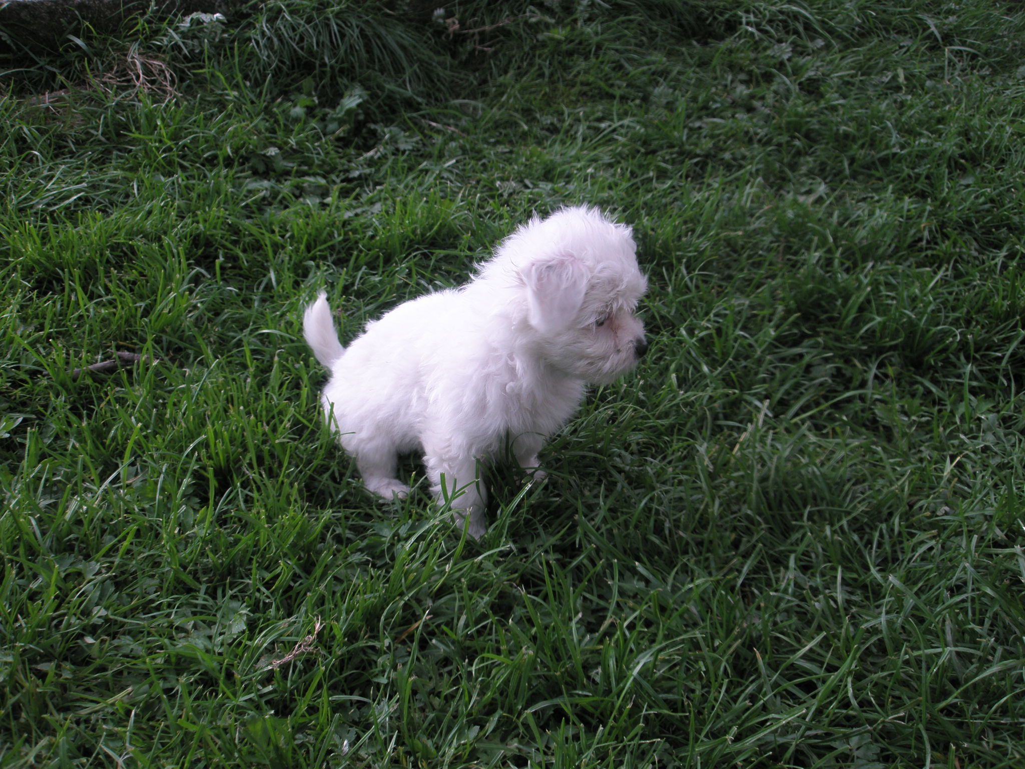 Elis3