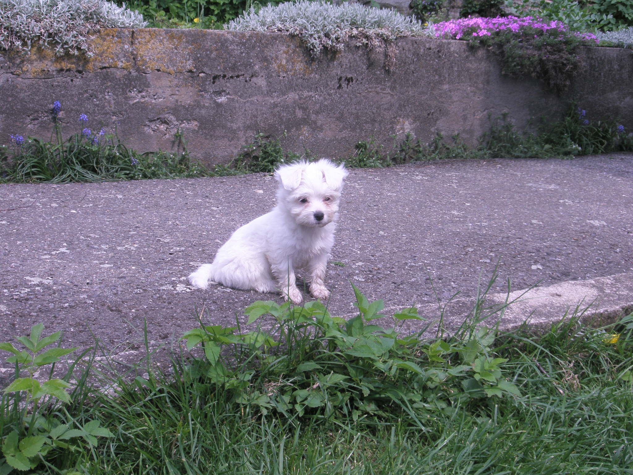 vrhe50