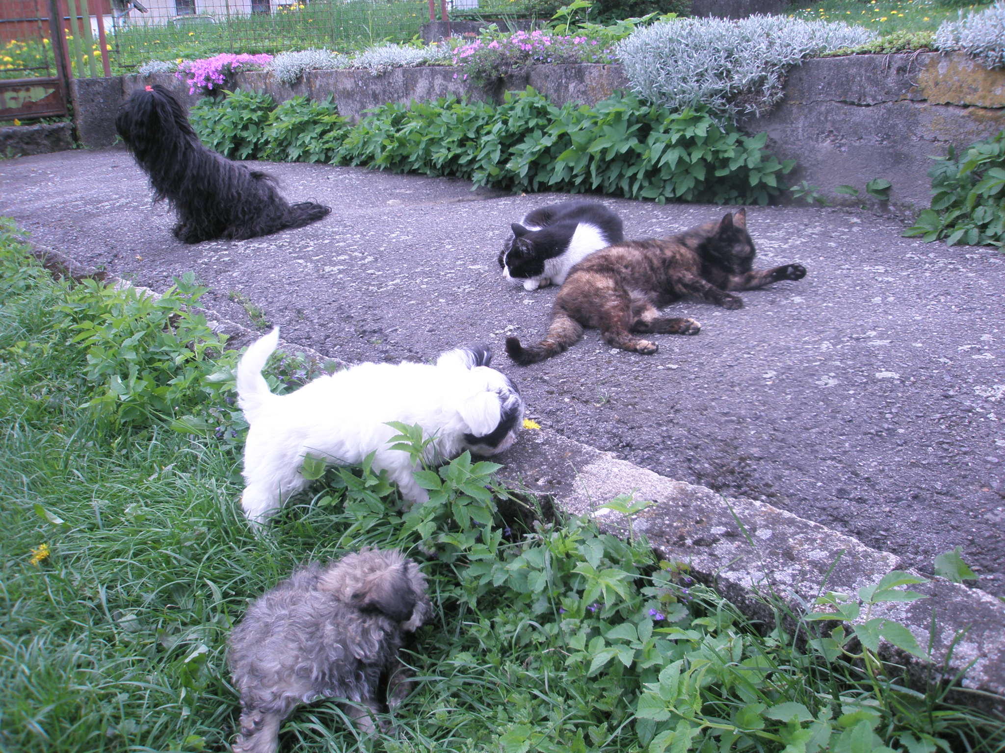 vrhe60
