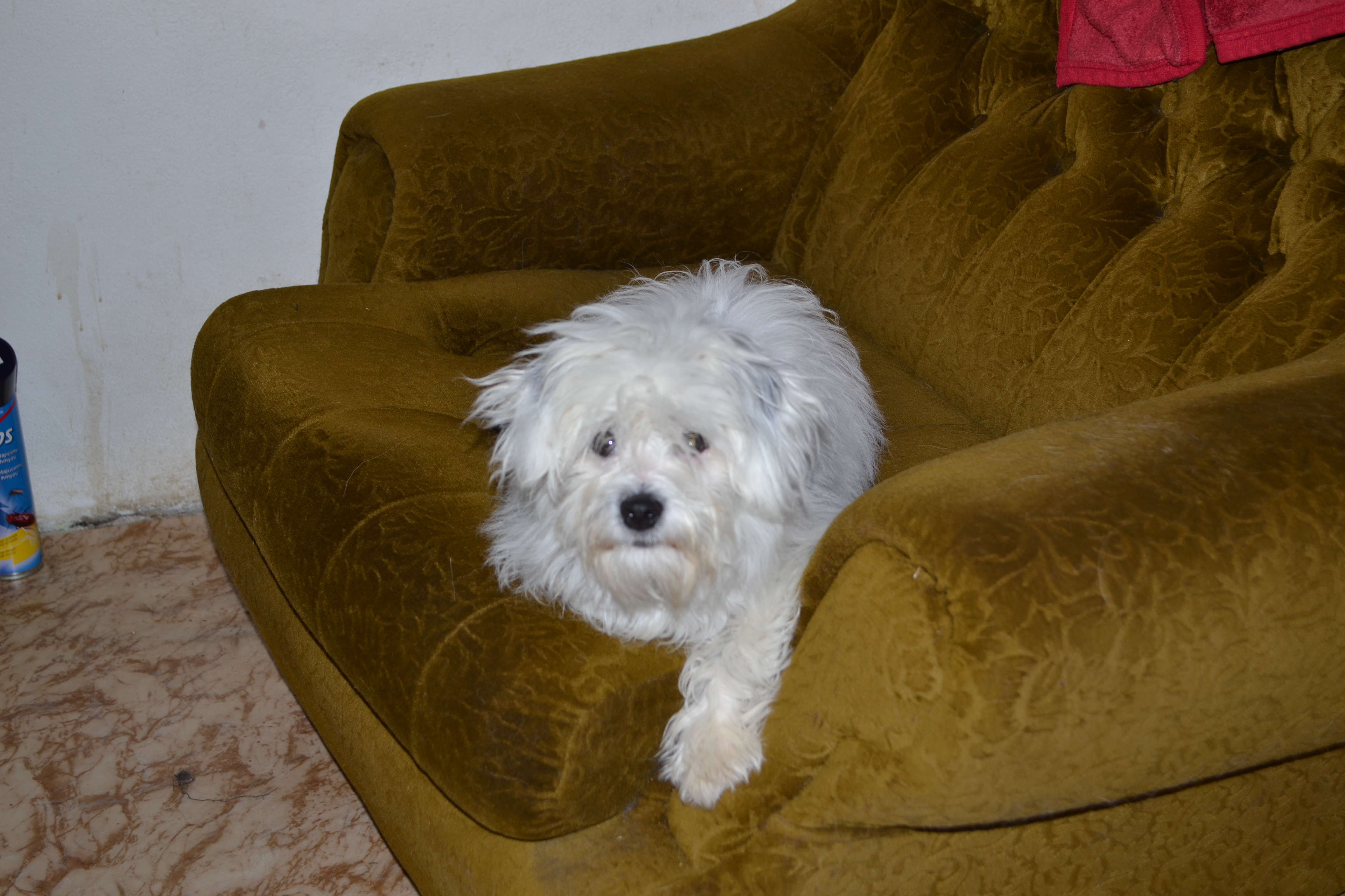 Elis1
