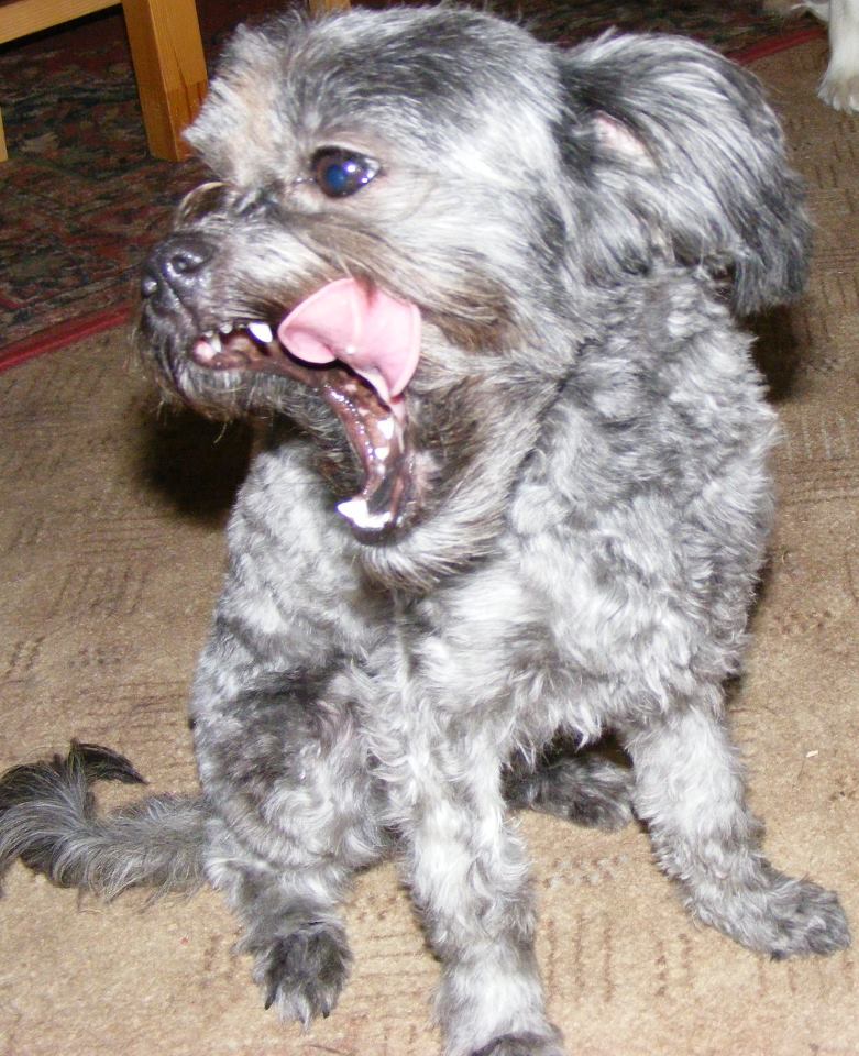 Annie2