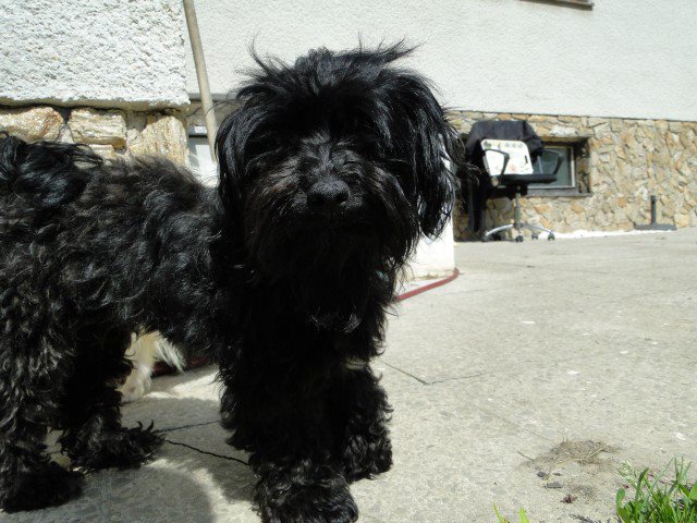 Calli3